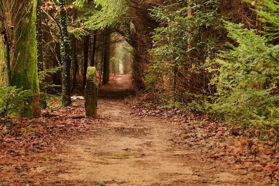 Lire la suite à propos de l’article Parcelle de bois : un bien avantageux dans un patrimoine, à condition d’en connaître les limites